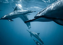 皇冠体育官网-新主帅新经理齐亮相!北京国安从“新”出发